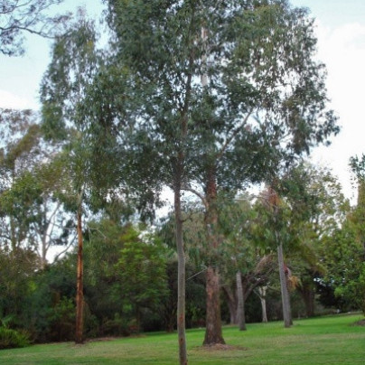 Eukalyptus Gunni - Blahovičník Gunnův - Eucalyptus gunni - semena - 10 ks