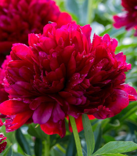 Pivoňka lékařská Rubra Plena - Paeonia officinalis - cibuloviny - 1 ks