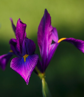 Kosatec holandský Purple Sensation - Iris hollandica - cibuloviny - 3 ks