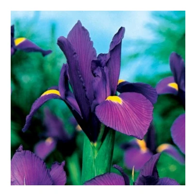 Kosatec holandský Purple Sensation - Iris hollandica - cibuloviny - 3 ks