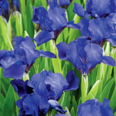 Kosatec nízký Little Sapphire - Iris pumila - hlízy - 1 ks