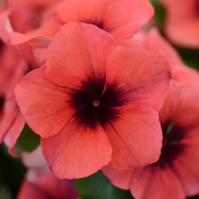 Barvínek Tatoo Papaya - Catharanthus roseus - semena barvínku - 30 ks