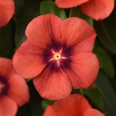 Barvínek Tatoo Tangerine - Catharanthus roseus - semena barvínku - 30 ks