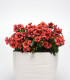 Barvínek Tatoo Tangerine - Catharanthus roseus - semena barvínku - 30 ks