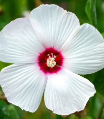 Ibišek bahenní Nippon White F1 - Hibiscus moscheutos - semena - 5 ks