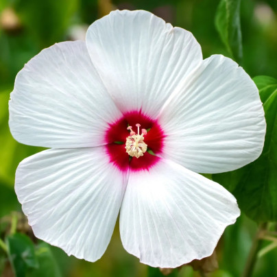 Ibišek bahenní Nippon White F1 - Hibiscus moscheutos - semena - 5 ks