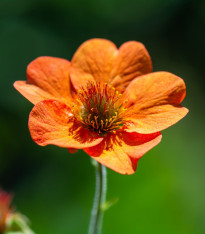 Kuklík šarlatový Koi - Geum coccineum - semena - 20 ks