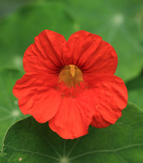 Lichořeřišnice nízká Baby Red - Tropaeolum minus - semena - 8 ks