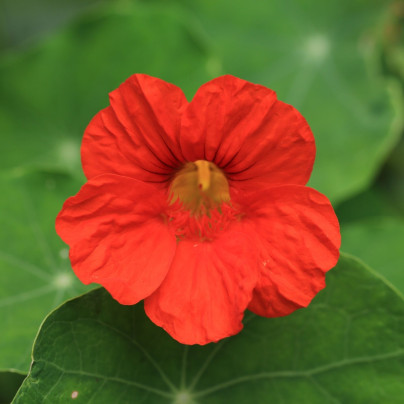 Lichořeřišnice nízká Baby Red - Tropaeolum minus - semena - 8 ks