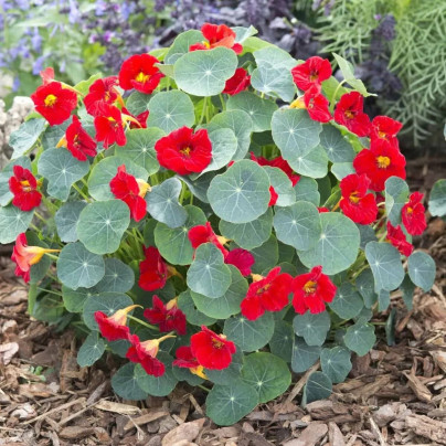 Lichořeřišnice nízká Baby Red - Tropaeolum minus - semena - 8 ks