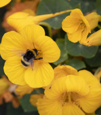 Lichořeřišnice nízká Baby Gold - Tropaeolum minus - semena - 8 ks