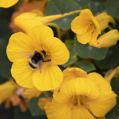 Lichořeřišnice nízká Baby Gold - Tropaeolum minus - semena - 8 ks