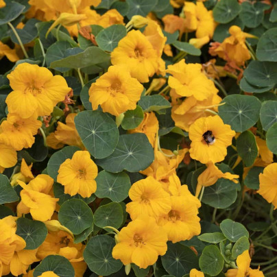 Lichořeřišnice nízká Baby Gold - Tropaeolum minus - semena - 8 ks