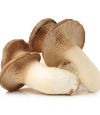 Hlíva královská máčková - Pleurotus eryngii - sadba - 250 ml