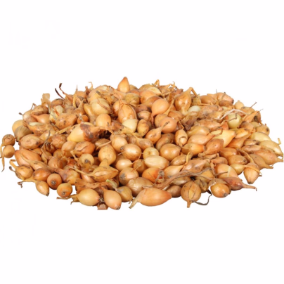 Cibule sazečka Všetana - Allium cepa - cibulky - 250 g