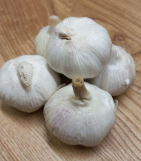 Sadbový česnek Garpek - Allium sativum - paličák - cibule česneku - 1 balení