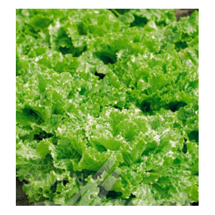 Salát k česání - Lactuca sativa - semena - 1 g