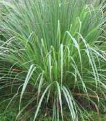 Citrónová tráva pravá - Cymbopogon winterianus - semena - 20 ks