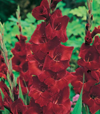 Gladiol Oscar - Gladiolus - cibuloviny - 3 ks