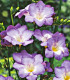 Frézie modrá - Freesia - cibuloviny - 3 ks