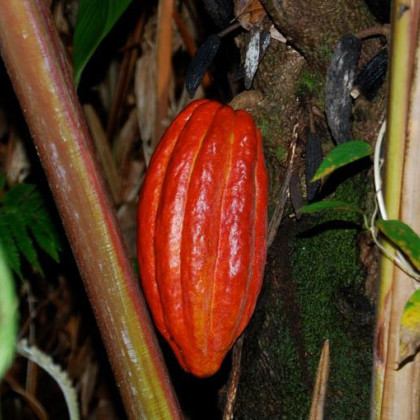 Kakaovník pravý červený - Theobroma cacao - semena - 5 ks