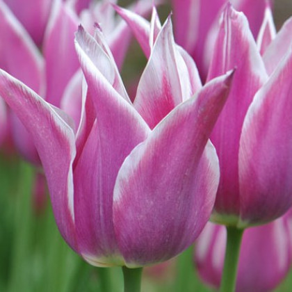 Tulipán Ballade - Tulipa - cibuloviny - 3 ks