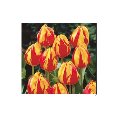 Tulipán Micky Mouse - Tulipa - cibuloviny - 3 ks