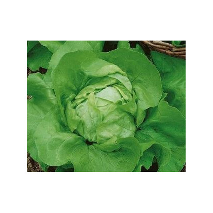 Salát hlávkový Ovation - Lactuca sativa - semena - 0,5 g