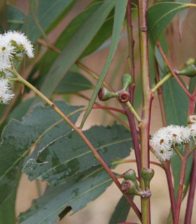 Eukalyptus kampanulata - Blahovičník - Eucalyptus Campanulata - semena - 7 ks