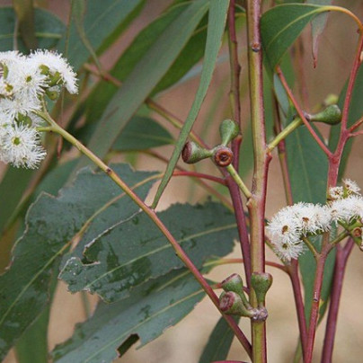 Eukalyptus kampanulata - Blahovičník - Eucalyptus Campanulata - semena - 7 ks