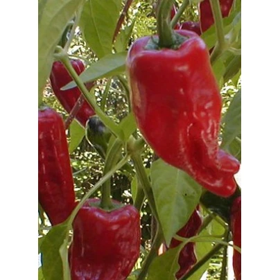 Paprika kořeninová Vulkán - Capsicum annuum - semena - 10 ks