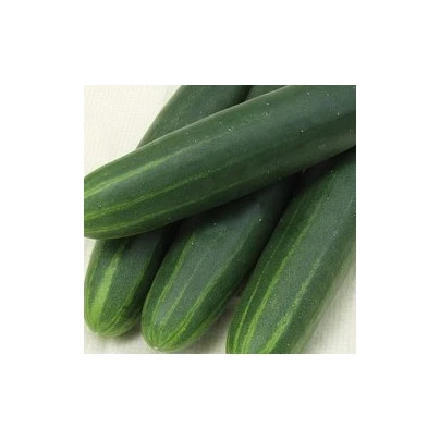 Okurka salátová Sonja - Cucumis sativus - semena - 15 ks