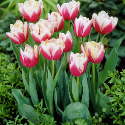 Tulipán Wirosa - Tulipa - cibuloviny - 3 ks