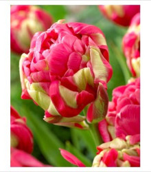Tulipán Renown Unique - Tulipa - cibuloviny - 3 ks