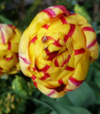 Tulipán Golden Nizza - Tulipa - cibuloviny - 3 ks