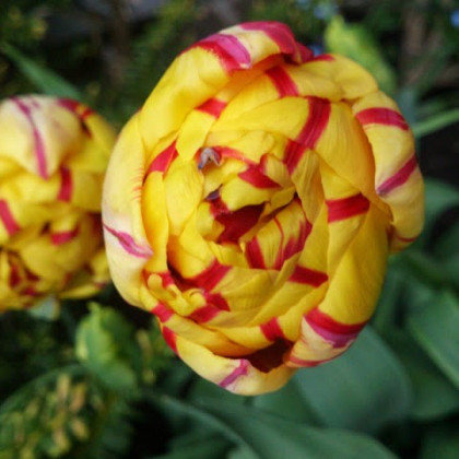 Tulipán Golden Nizza - Tulipa - cibuloviny - 3 ks