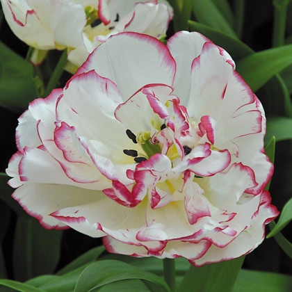 Tulipán Belicia - Tulipa - cibuloviny - 3 ks