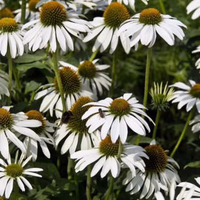 Třapatka - White Swan - semena Třapatky - Echinacea purpurea - 15 ks