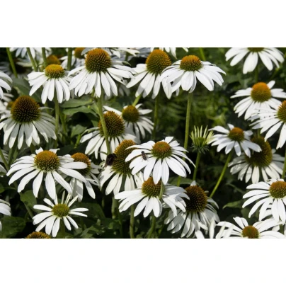 Třapatka - White Swan - semena Třapatky - Echinacea purpurea - 15 ks