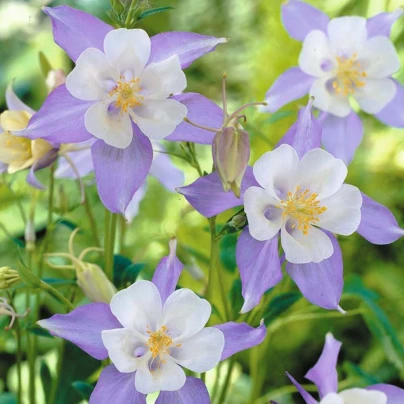 Orlíček obecný směs - Aquilegia caerulea mix - semena - 140 ks