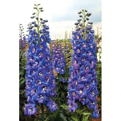 Stračka vyvýšená - Delphinium cultorum - semena - 50 ks