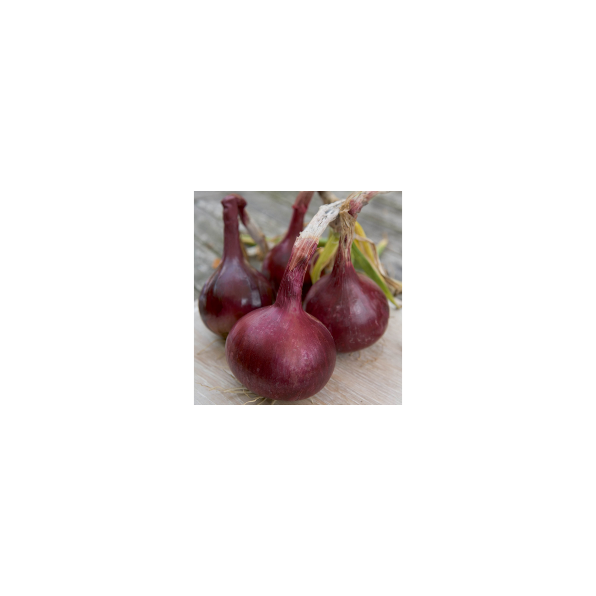 Cibule Červený Baron - Allium cepa L. - semena - 0,5 g