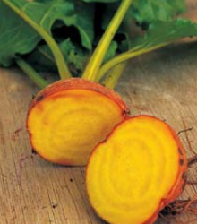 Řepa salátová žlutá  Boldor F1 - Beta vulgaris - semena - 50 ks