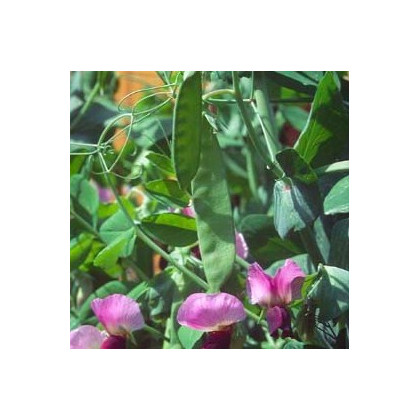 Hrách cukrový pestrobarevný - Pisum sativum - semena - 8 g
