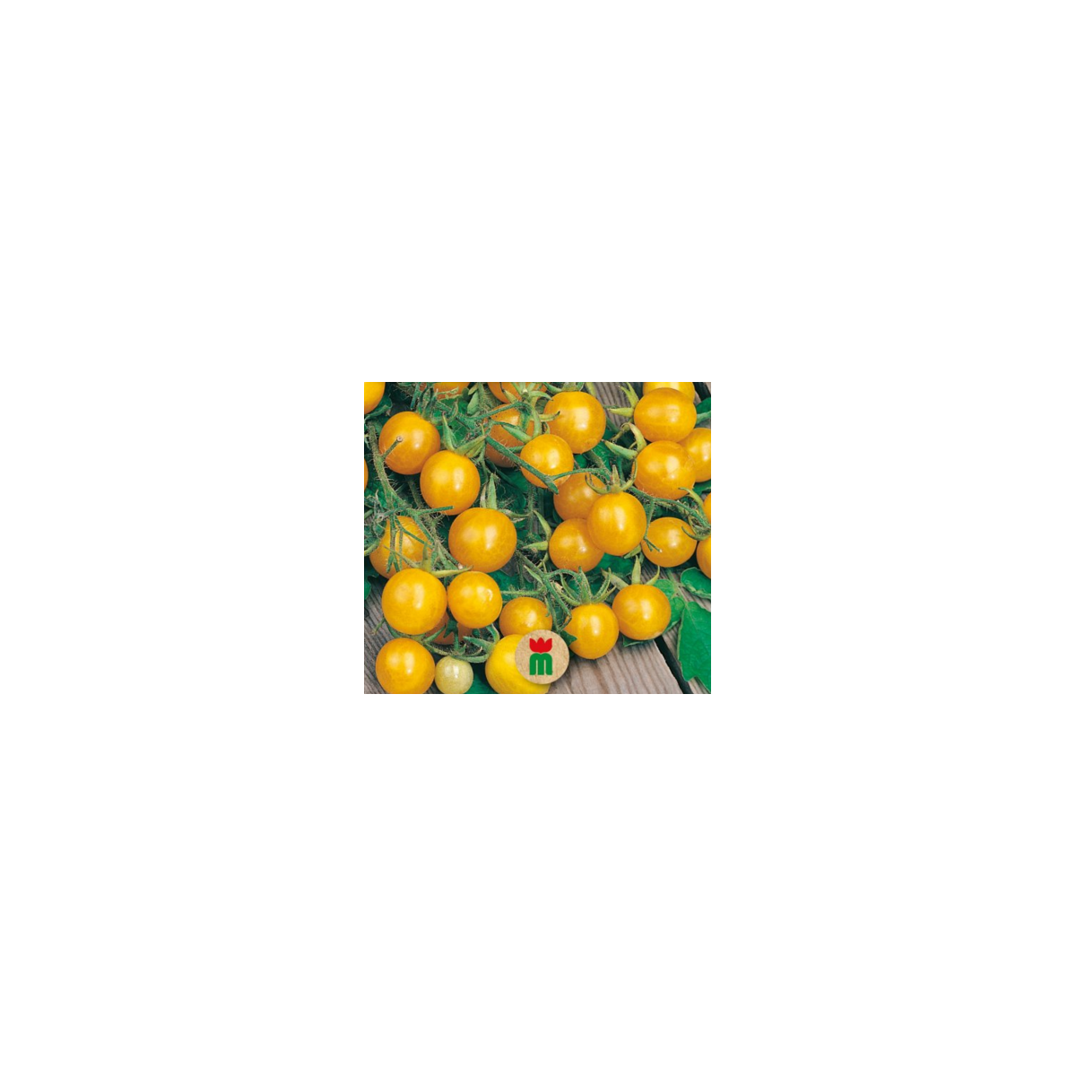 Divoké rajče žluté - Lycopersicon pimpinellifolium - semena - 6 ks