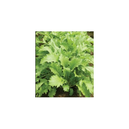 Mizuna Kruis F1 - japonská hořčice - Brassica campestris Japonica - semena - 0,02 g