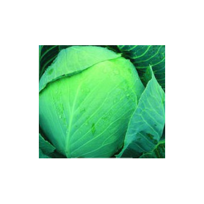 Zelí Dita - hlávkové bílé - Brassica oleracea - semena - 0,8 g