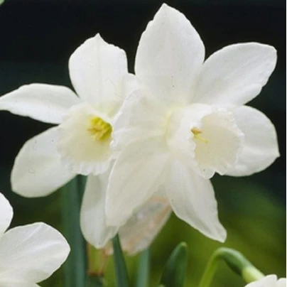 Narcis Rippling Waters - Narcissus L. - cibuloviny - 3 ks