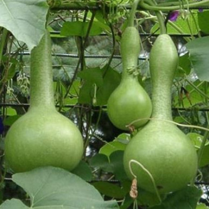 Indická okurka Lagenárie - Lagenaria siceraria - semena - 8 ks