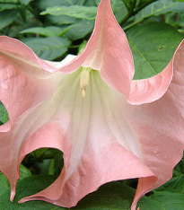 Brugmansie růžová - Brugmansia sp - semena - 5 ks